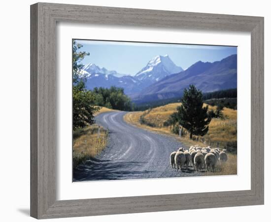 Sheep Nr. Mt. Cook, New Zealand-Peter Adams-Framed Photographic Print