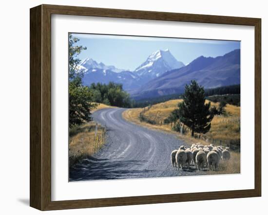 Sheep Nr. Mt. Cook, New Zealand-Peter Adams-Framed Photographic Print