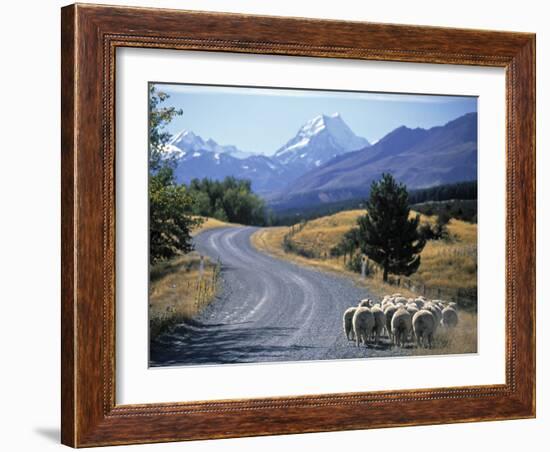 Sheep Nr. Mt. Cook, New Zealand-Peter Adams-Framed Photographic Print