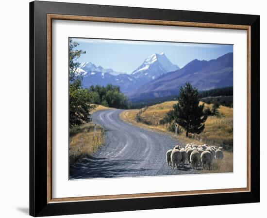 Sheep Nr. Mt. Cook, New Zealand-Peter Adams-Framed Photographic Print