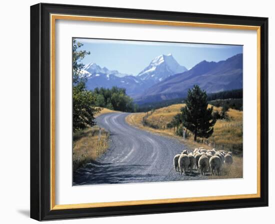 Sheep Nr. Mt. Cook, New Zealand-Peter Adams-Framed Photographic Print