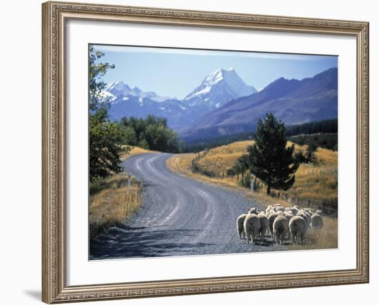 Sheep Nr. Mt. Cook, New Zealand-Peter Adams-Framed Photographic Print