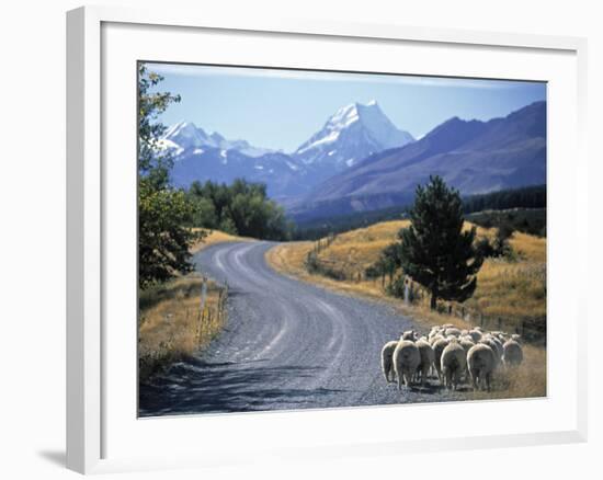 Sheep Nr. Mt. Cook, New Zealand-Peter Adams-Framed Photographic Print