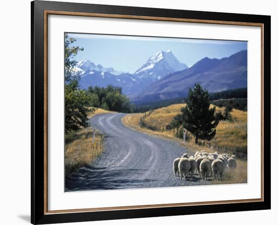 Sheep Nr. Mt. Cook, New Zealand-Peter Adams-Framed Photographic Print