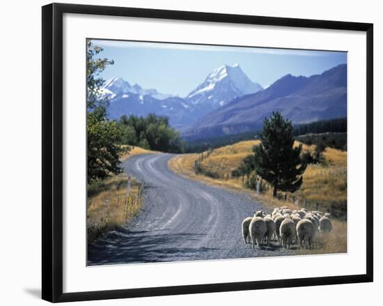 Sheep Nr. Mt. Cook, New Zealand-Peter Adams-Framed Photographic Print