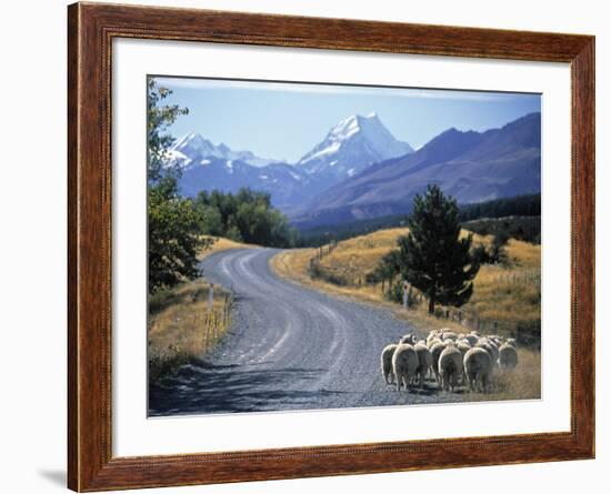 Sheep Nr. Mt. Cook, New Zealand-Peter Adams-Framed Photographic Print