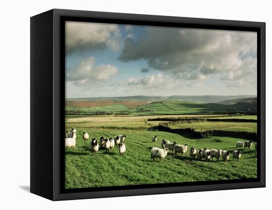 Sheep on Abney Moor on an Autumn Morning, Peak District National Park, Derbyshire, England-David Hughes-Framed Premier Image Canvas