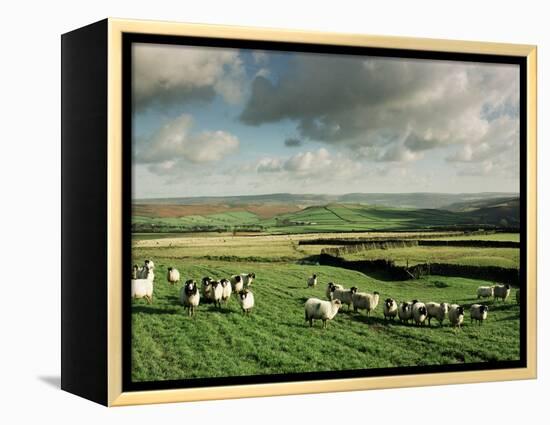 Sheep on Abney Moor on an Autumn Morning, Peak District National Park, Derbyshire, England-David Hughes-Framed Premier Image Canvas