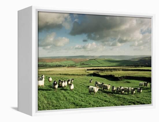 Sheep on Abney Moor on an Autumn Morning, Peak District National Park, Derbyshire, England-David Hughes-Framed Premier Image Canvas