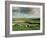 Sheep on Abney Moor on an Autumn Morning, Peak District National Park, Derbyshire, England-David Hughes-Framed Photographic Print