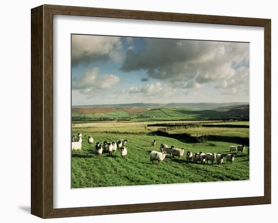 Sheep on Abney Moor on an Autumn Morning, Peak District National Park, Derbyshire, England-David Hughes-Framed Photographic Print