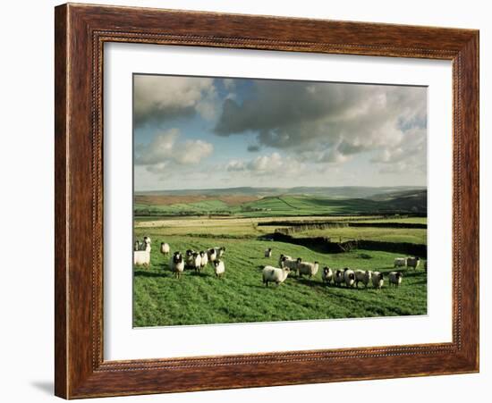 Sheep on Abney Moor on an Autumn Morning, Peak District National Park, Derbyshire, England-David Hughes-Framed Photographic Print