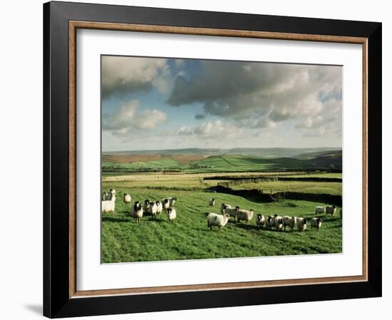 Sheep on Abney Moor on an Autumn Morning, Peak District National Park, Derbyshire, England-David Hughes-Framed Photographic Print