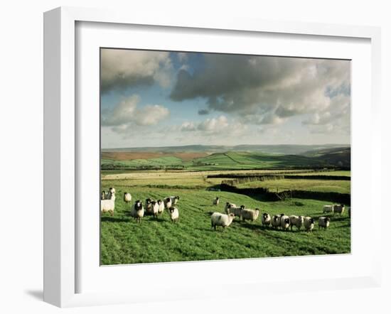 Sheep on Abney Moor on an Autumn Morning, Peak District National Park, Derbyshire, England-David Hughes-Framed Photographic Print