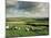 Sheep on Abney Moor on an Autumn Morning, Peak District National Park, Derbyshire, England-David Hughes-Mounted Photographic Print