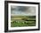 Sheep on Abney Moor on an Autumn Morning, Peak District National Park, Derbyshire, England-David Hughes-Framed Photographic Print