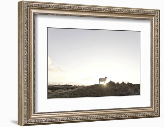 Sheep on Dune, the Sun, Back Light, List, Island Sylt, Schleswig Holstein, Germany-Axel Schmies-Framed Photographic Print