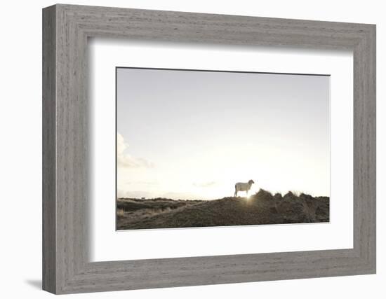 Sheep on Dune, the Sun, Back Light, List, Island Sylt, Schleswig Holstein, Germany-Axel Schmies-Framed Photographic Print