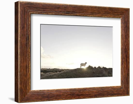 Sheep on Dune, the Sun, Back Light, List, Island Sylt, Schleswig Holstein, Germany-Axel Schmies-Framed Photographic Print