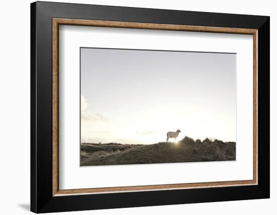 Sheep on Dune, the Sun, Back Light, List, Island Sylt, Schleswig Holstein, Germany-Axel Schmies-Framed Photographic Print