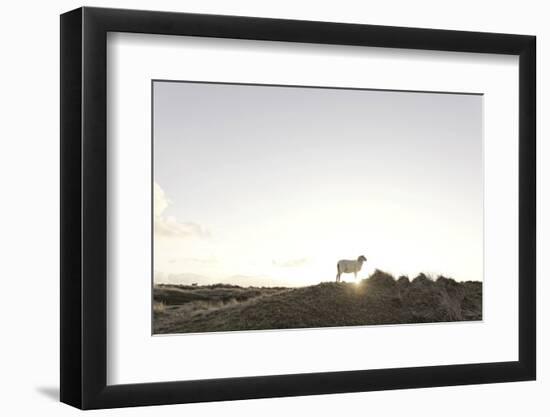 Sheep on Dune, the Sun, Back Light, List, Island Sylt, Schleswig Holstein, Germany-Axel Schmies-Framed Photographic Print