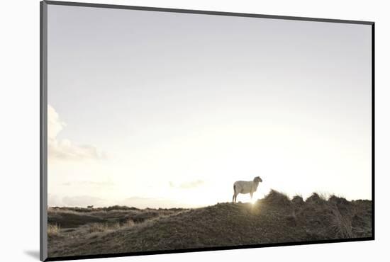 Sheep on Dune, the Sun, Back Light, List, Island Sylt, Schleswig Holstein, Germany-Axel Schmies-Mounted Photographic Print