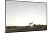 Sheep on Dune, the Sun, Back Light, List, Island Sylt, Schleswig Holstein, Germany-Axel Schmies-Mounted Photographic Print