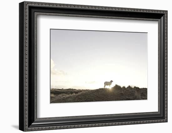 Sheep on Dune, the Sun, Back Light, List, Island Sylt, Schleswig Holstein, Germany-Axel Schmies-Framed Photographic Print