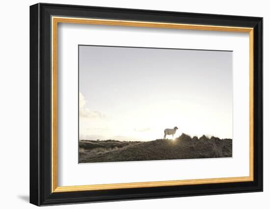 Sheep on Dune, the Sun, Back Light, List, Island Sylt, Schleswig Holstein, Germany-Axel Schmies-Framed Photographic Print