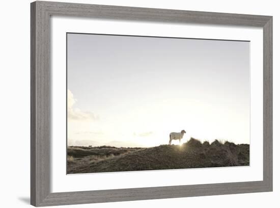 Sheep on Dune, the Sun, Back Light, List, Island Sylt, Schleswig Holstein, Germany-Axel Schmies-Framed Photographic Print