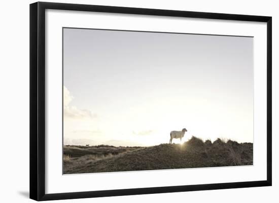 Sheep on Dune, the Sun, Back Light, List, Island Sylt, Schleswig Holstein, Germany-Axel Schmies-Framed Photographic Print