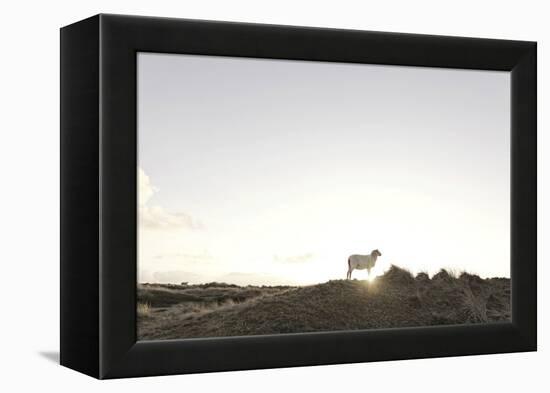 Sheep on Dune, the Sun, Back Light, List, Island Sylt, Schleswig Holstein, Germany-Axel Schmies-Framed Premier Image Canvas