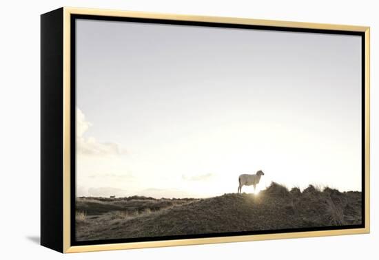 Sheep on Dune, the Sun, Back Light, List, Island Sylt, Schleswig Holstein, Germany-Axel Schmies-Framed Premier Image Canvas