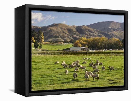 Sheep on Farmland, Near Tarras, Otago, South Island, New Zealand, Pacific-Jochen Schlenker-Framed Premier Image Canvas