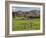 Sheep on Farmland, Near Tarras, Otago, South Island, New Zealand, Pacific-Jochen Schlenker-Framed Photographic Print