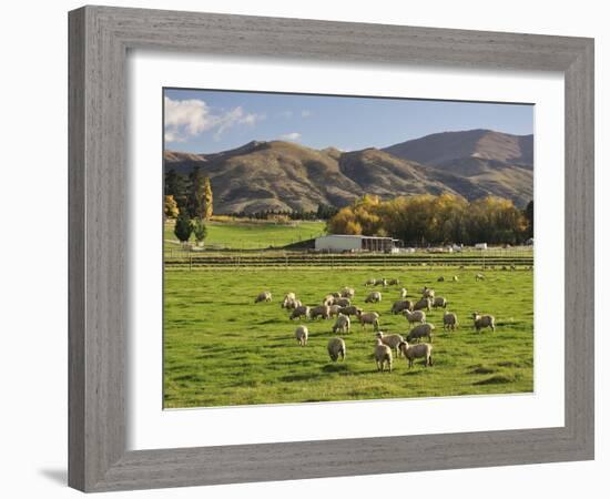 Sheep on Farmland, Near Tarras, Otago, South Island, New Zealand, Pacific-Jochen Schlenker-Framed Photographic Print