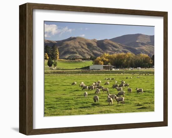 Sheep on Farmland, Near Tarras, Otago, South Island, New Zealand, Pacific-Jochen Schlenker-Framed Photographic Print