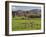 Sheep on Farmland, Near Tarras, Otago, South Island, New Zealand, Pacific-Jochen Schlenker-Framed Photographic Print