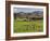 Sheep on Farmland, Near Tarras, Otago, South Island, New Zealand, Pacific-Jochen Schlenker-Framed Photographic Print