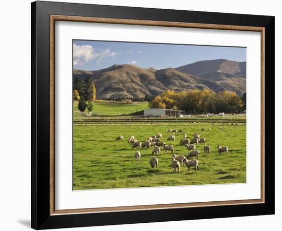 Sheep on Farmland, Near Tarras, Otago, South Island, New Zealand, Pacific-Jochen Schlenker-Framed Photographic Print