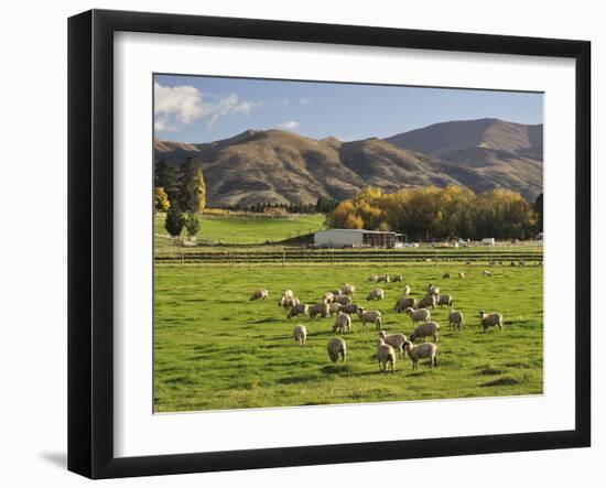 Sheep on Farmland, Near Tarras, Otago, South Island, New Zealand, Pacific-Jochen Schlenker-Framed Photographic Print