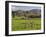 Sheep on Farmland, Near Tarras, Otago, South Island, New Zealand, Pacific-Jochen Schlenker-Framed Photographic Print