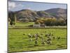 Sheep on Farmland, Near Tarras, Otago, South Island, New Zealand, Pacific-Jochen Schlenker-Mounted Photographic Print