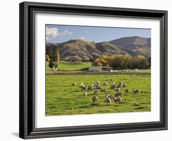 Sheep on Farmland, Near Tarras, Otago, South Island, New Zealand, Pacific-Jochen Schlenker-Framed Photographic Print