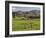 Sheep on Farmland, Near Tarras, Otago, South Island, New Zealand, Pacific-Jochen Schlenker-Framed Photographic Print