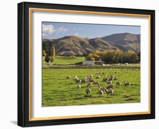 Sheep on Farmland, Near Tarras, Otago, South Island, New Zealand, Pacific-Jochen Schlenker-Framed Photographic Print