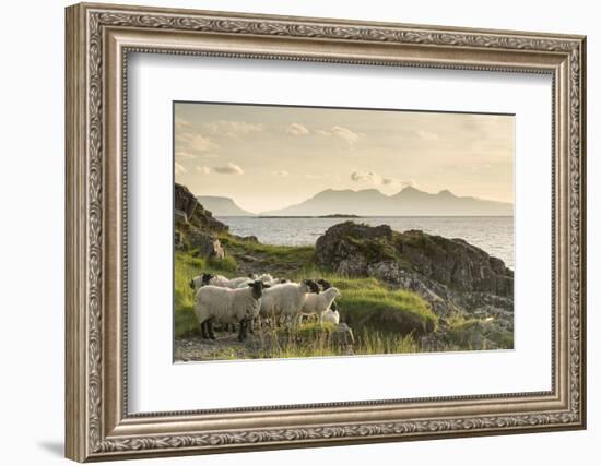 Sheep on the Beach at Camusdarach, Arisaig, Highlands, Scotland, United Kingdom, Europe-John Potter-Framed Premium Photographic Print