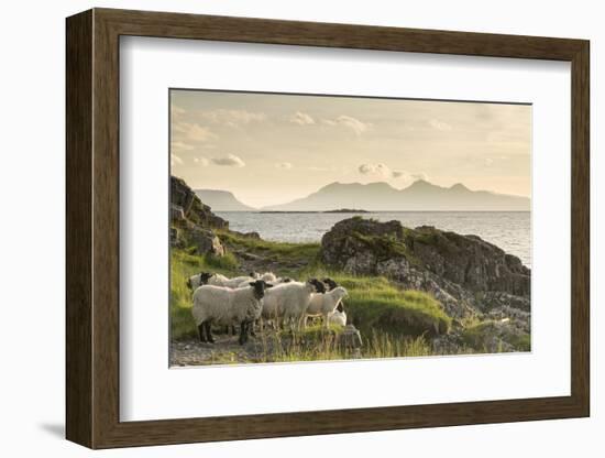 Sheep on the Beach at Camusdarach, Arisaig, Highlands, Scotland, United Kingdom, Europe-John Potter-Framed Premium Photographic Print