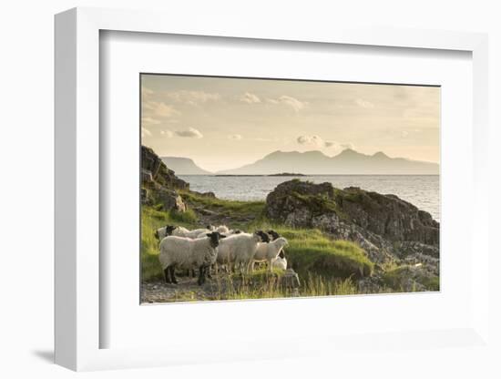 Sheep on the Beach at Camusdarach, Arisaig, Highlands, Scotland, United Kingdom, Europe-John Potter-Framed Premium Photographic Print