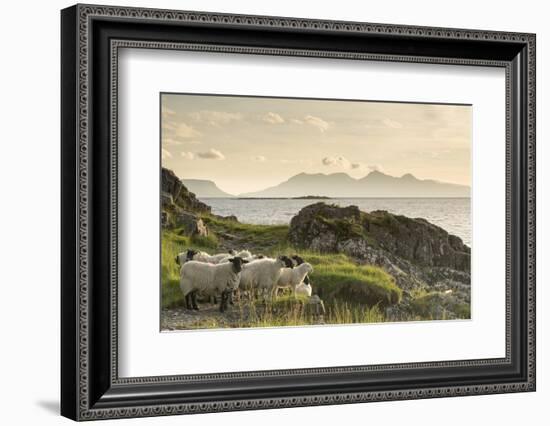 Sheep on the Beach at Camusdarach, Arisaig, Highlands, Scotland, United Kingdom, Europe-John Potter-Framed Premium Photographic Print